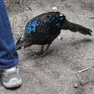 Palawan peacock pheasant attack