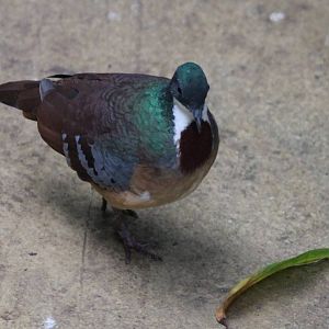 Bartlett's bleeding heart