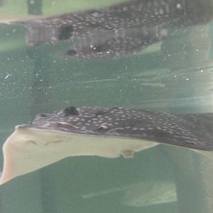 Raja clavata or Raja radiata ?