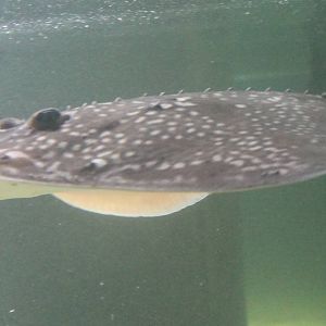 Raja clavata or Raja radiata ?