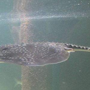 Raja clavata or Raja radiata ?