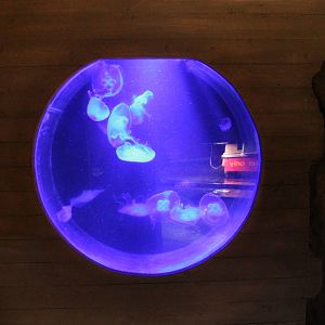 Jellyfish aquarium