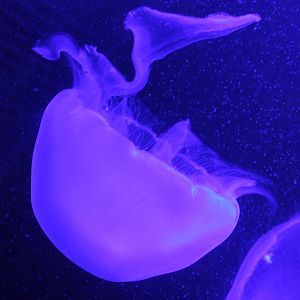 Jellyfish