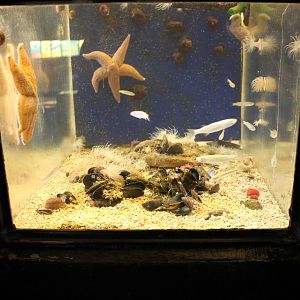 Small sea-aquarium
