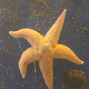 Common starfish