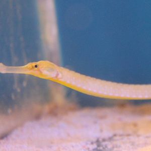 Pipefish ID