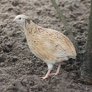 Domesticated Japanese quail
