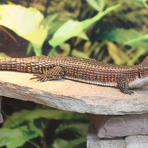 Sudan plated lizard