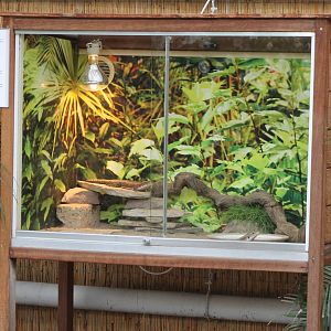 Enclosure Sudan plated lizard