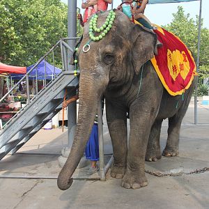 Asian elephant