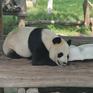 Giant panda