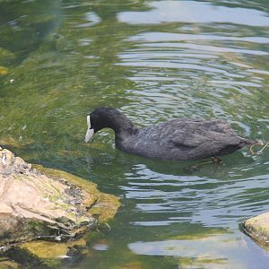 Eurasian coot