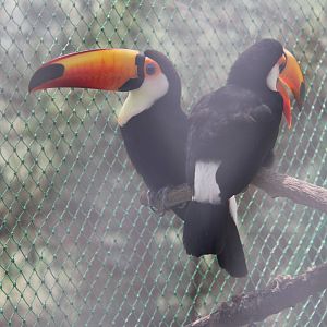 Toco toucan