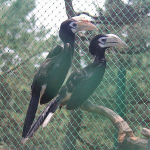 Malabar pied hornbill
