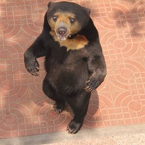 Sun bear