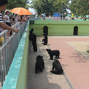 Bear exhibit
