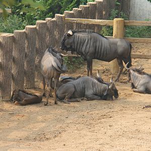 Wildebeest