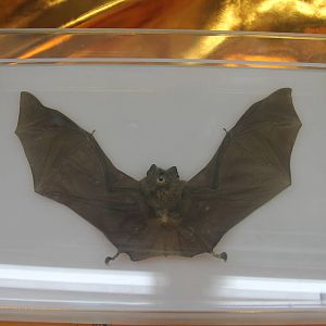 Bat