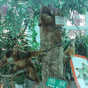 Touchable slow loris