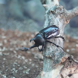 Japanese rhinoceros beetle