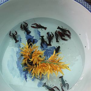 Crayfish