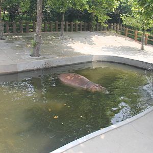 Hippopotamus