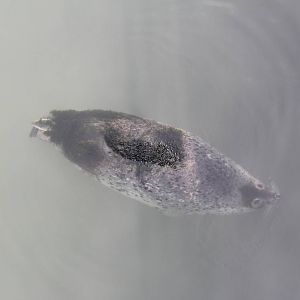 Seal with algae