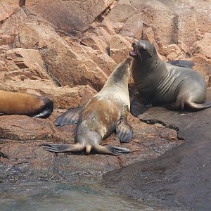 Sea lion