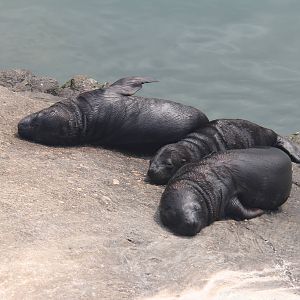 South American sea lion cub