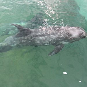 Risso's dolphin