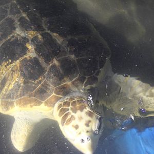 Loggerhead sea turtle