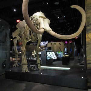 Springs Preserve (Nevada) - State Museum (Mammoth)