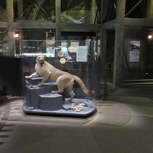 Springs Preserve (Nevada) - State Museum