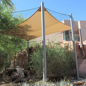 Springs Preserve (Nevada) - Desert Cottontail Exhibit