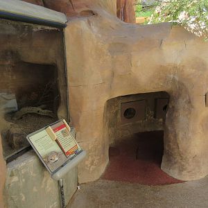 Springs Preserve (Nevada) - Merriam's Kangaroo Rat Exhibit