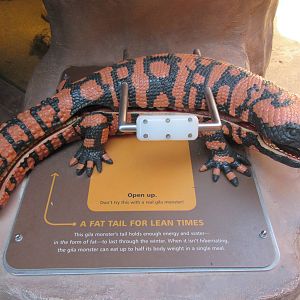 Springs Preserve (Nevada) - Super Cool Banded Gila Monster Sign!