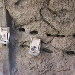 Springs Preserve (Nevada) - Botta's Pocket Gopher + Desert Tarantula Exhibi