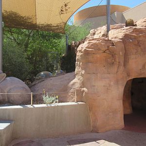 Springs Preserve (Nevada) - Desert Cottontail Exhibit