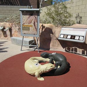 Springs Preserve (Nevada) - Lizard Temperature Exhibit (very impressive!)