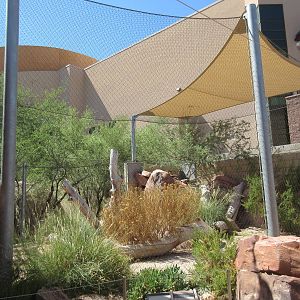 Springs Preserve (Nevada) - Gray Fox Exhibit