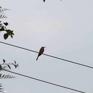 White-fronted Bee-eater