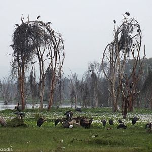 Waterbirds at the Shore - Lake Naivasha