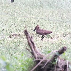 Hamerkop - Lake Naivasha