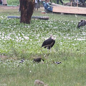 Hadada, Blacksmith Plovers, and Marabous - Lake Naivasha