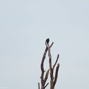 African Fish-eagle - Lake Naivasha