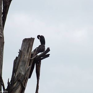 Long-tailed Cormorant - Lake Naivasha