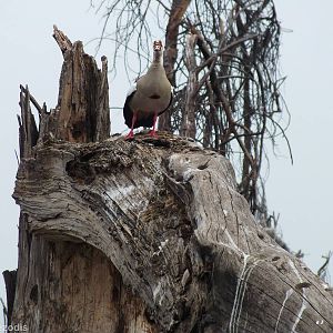 Egyptian Goose - Lake Naivasha