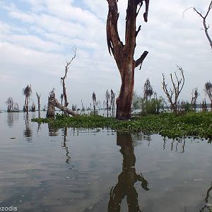 View Along the Edge of the Lake - Lake Naivasha