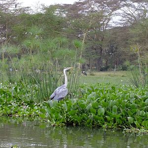 Grey Heron - Lake Naivasha