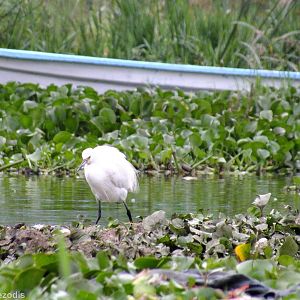Little Egret - Lake Naivasha